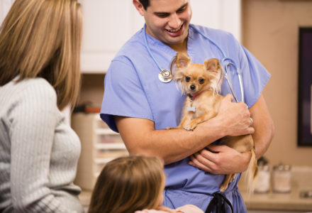 Cute Chihuahua dog gets love and affection as she is getting her annual vet check up by a kind Latin descent doctor. Mother, daughter pet owners look on. Doctor's office or animal hospital.