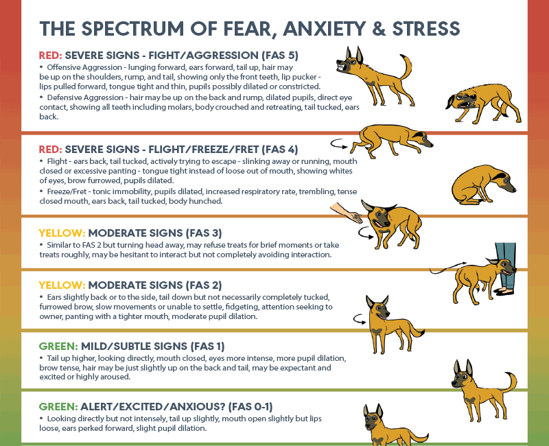 Understanding FAS (Fear, Anxiety, and Stress) in the Vet Clinic