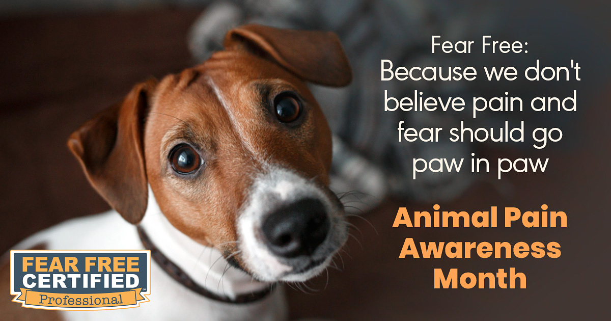 Animal Pain Awareness Month Dog | Fear Free Pets Animal Pain Awareness Month Dog | Fear Free Pets