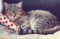 gabapentin cats night before