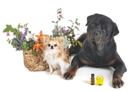 dogs and flowers in front of white background