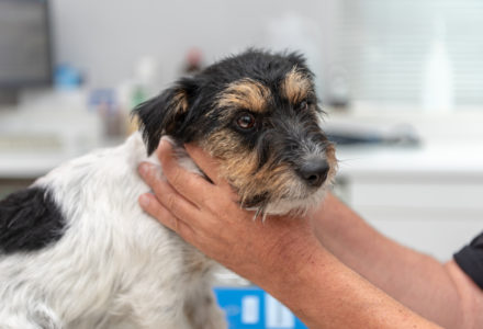 dog being examined by vet