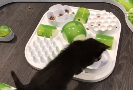 Black kitten with food puzzle