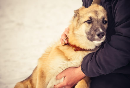 dog leaning on his person