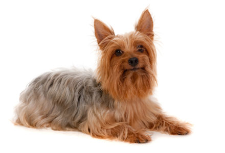 Silk Terrier