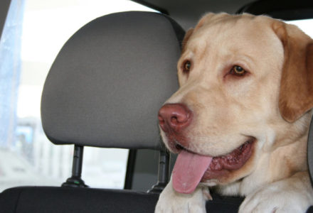 Labrador in car looking unhappy or nauseated