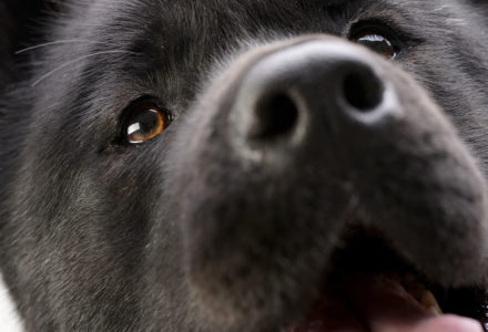 Akita nose