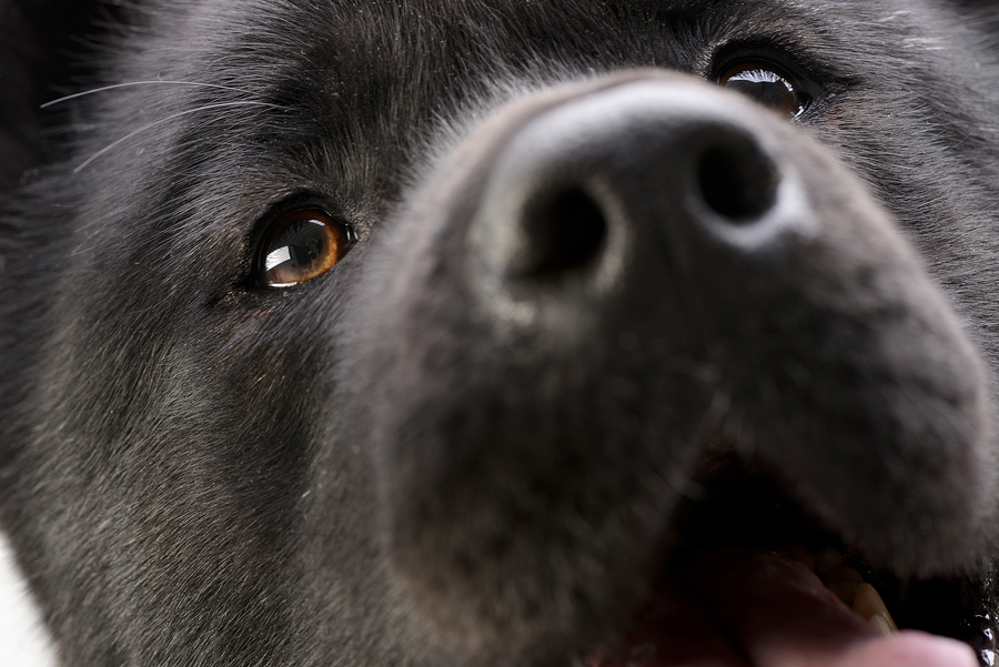 Akita nose