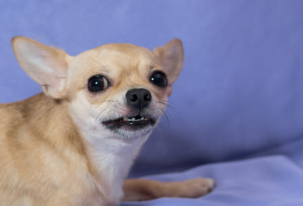 Portrait of frightened Chihuahua puppy against blue