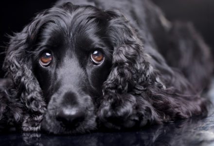 Portrait Of An English Cocker Spaniel