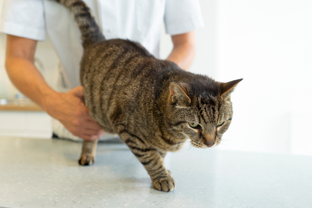 Treatment for back 2025 pain in cats