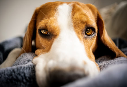 Dog looking sad, tired, sick