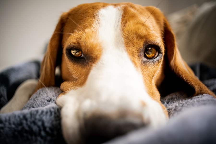 Dog looking sad, tired, sick