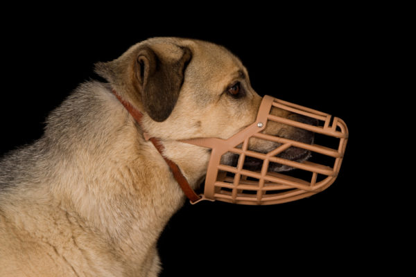 muzzle training a dog