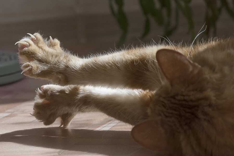 the-end-of-declawing-is-good-for-cats