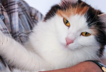 Man with shirt holding a tricolor cat in his arms. Close up portrait of a calico cat.