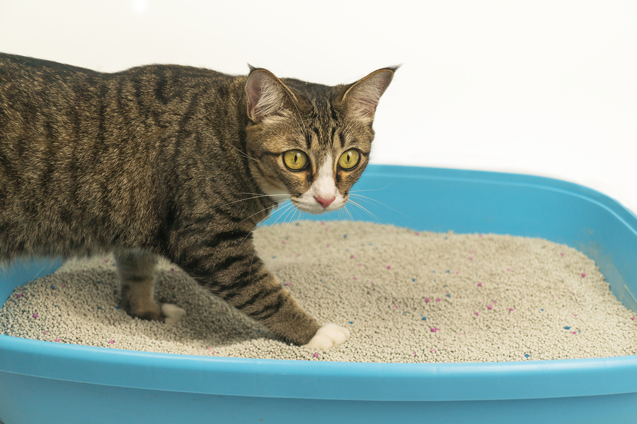 How to get an older cat outlet to use a litter box