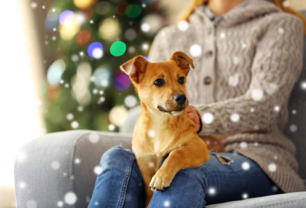 Woman holding cute puppy on knees against blurred Christmas tree background. Snowy effect, Christmas celebration concept.