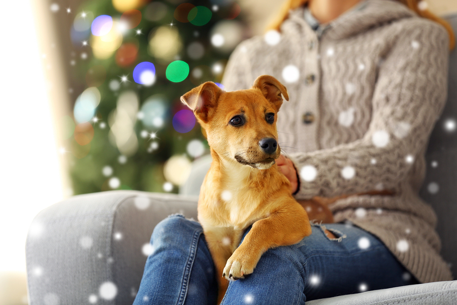 Woman holding cute puppy on knees against blurred Christmas tree background. Snowy effect, Christmas celebration concept.