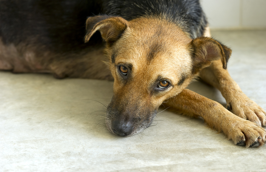 mixed breed dog looking sad
