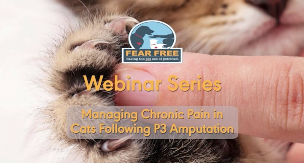 Managing Chronic Pain in Cats Following P3 Amputation