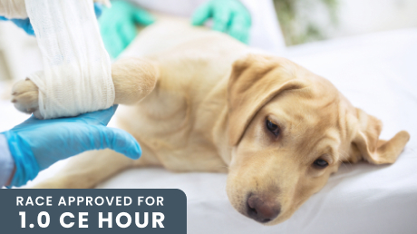 Emergency and Critical Care | Fear Free Pets Emergency and Critical Care | Fear Free Pets
