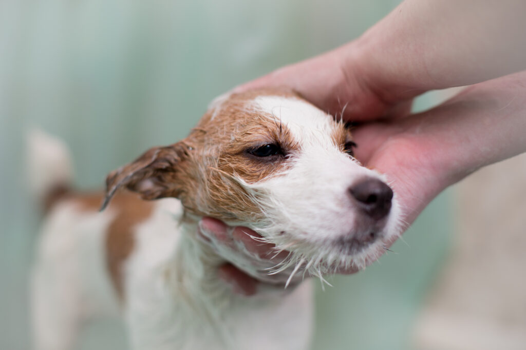 Fear Free Groomer Certification Program Fear Free Pets Fear Free Groomer Certification Program Fear Free Pets