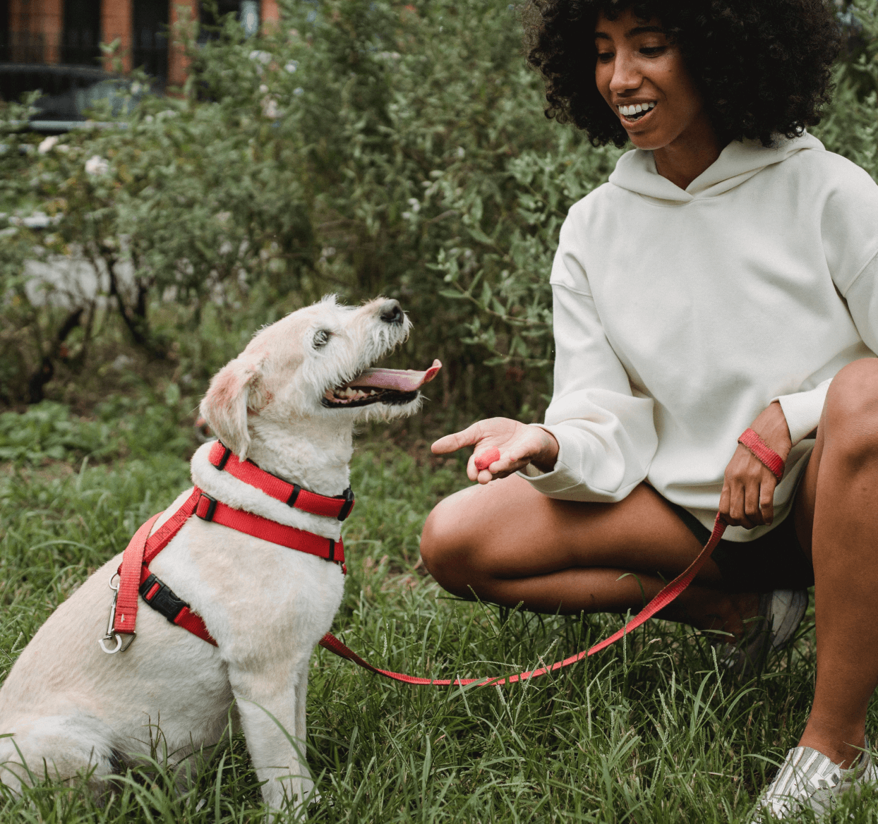 dog on leash