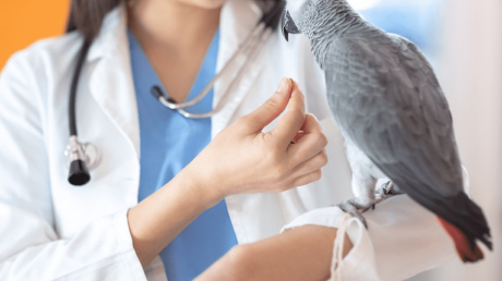 Addressing Fear & Aggression in Avian Patients: A Constructional Approach course image