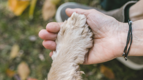 Fear Free Companion Animal Euthanasia Course course image