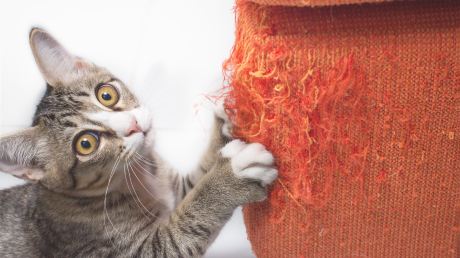 Feline Destructive Scratching Solutions course image