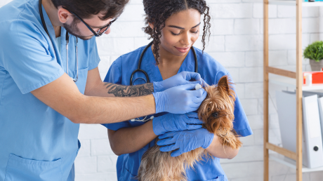 Veterinary Professional Certification Program - Level 2 course image