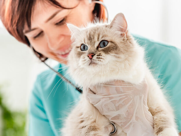 Helping Our Feline Friends Feel Fear Free with Dr. Tony Buffington course image