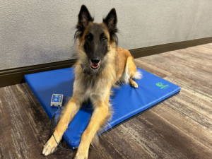 Dog on Respond Animal Therapeutics bed
