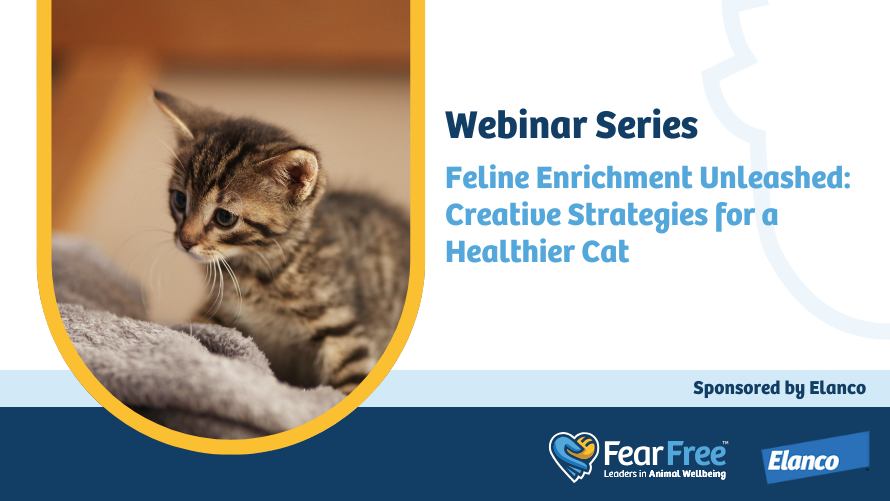 Feline Enrichment Unleashed: Creative Strategies for a Healthier Cat