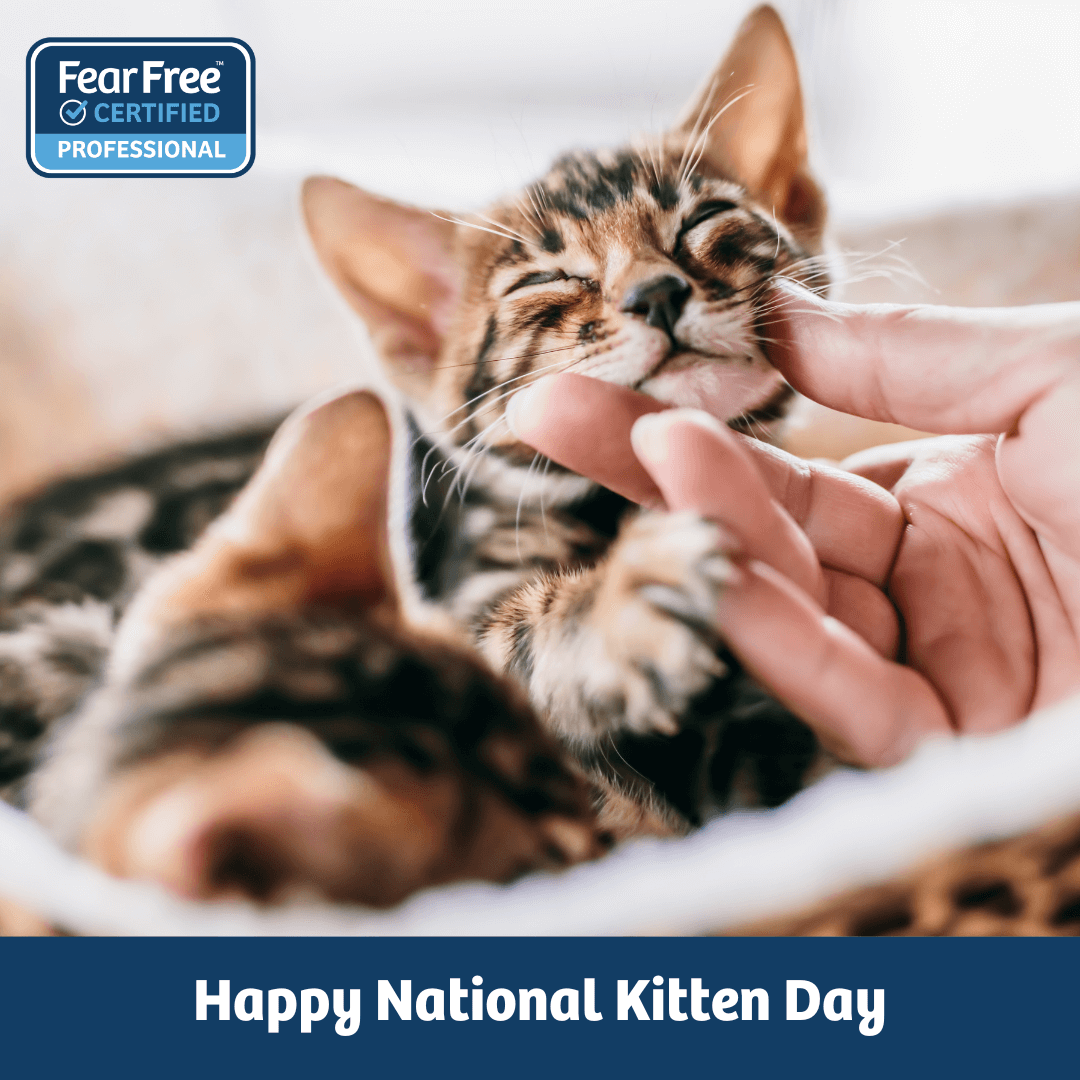 Happy National Kitten Day