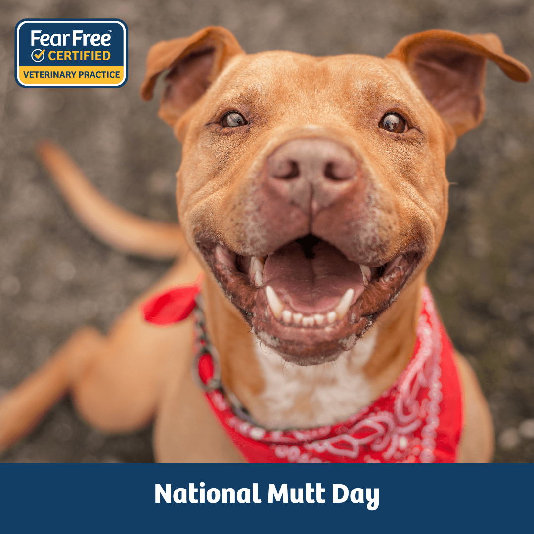 National Mutt Day