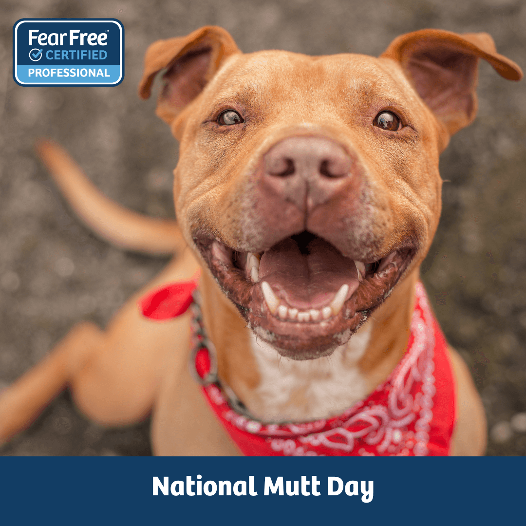 National Mutt Day