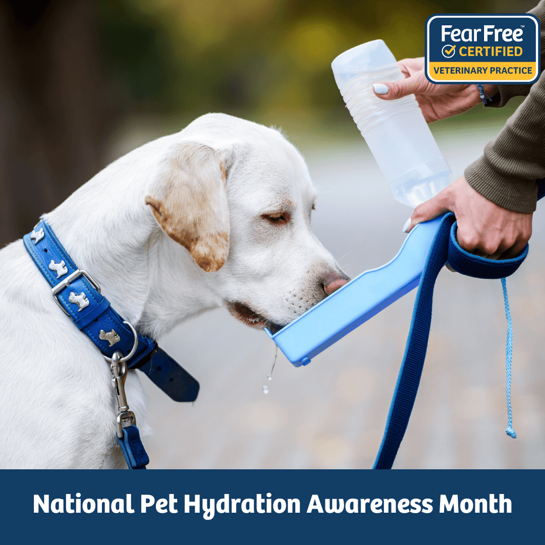 National Pet Hydration Awareness Month