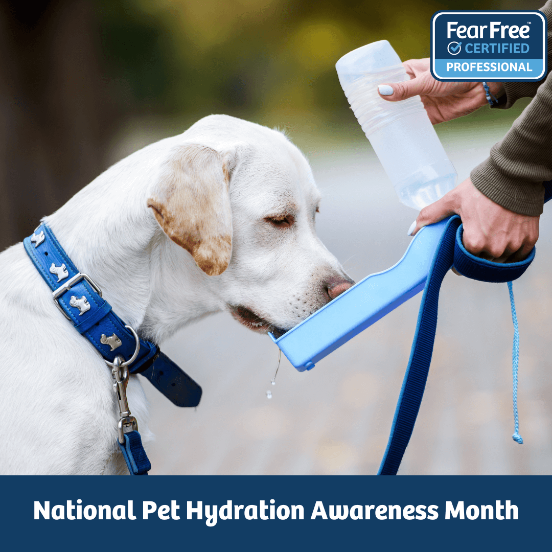 National Pet Hydration Awareness Month