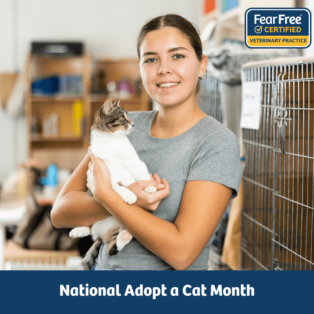 National Adopt a Cat Month