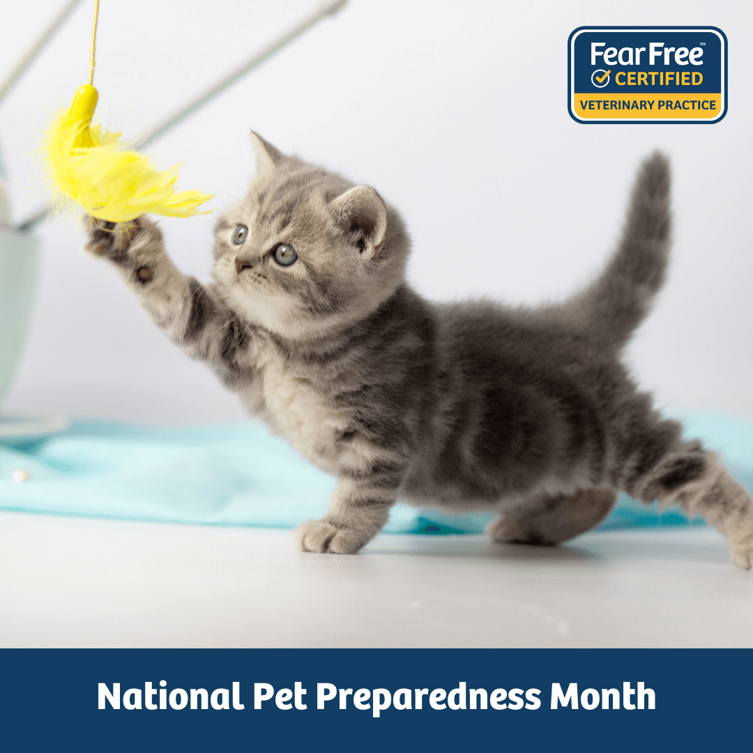 National Pet Preparedness Month